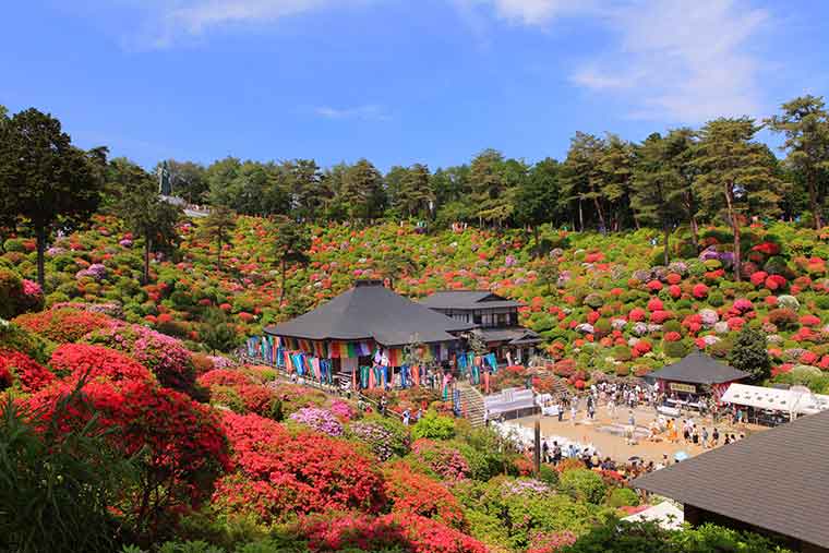 塩船観音寺のつつじ