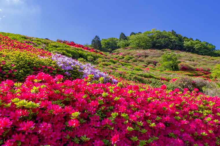 姫の沢公園のつつじ