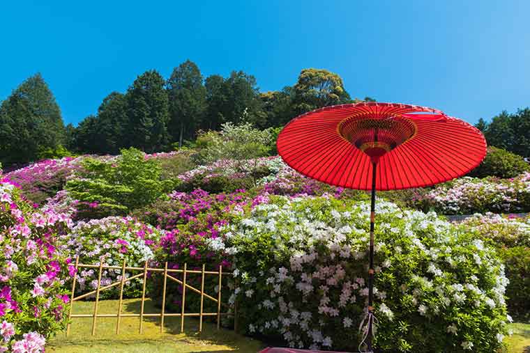 三室戸寺 つつじ・しゃくなげ園