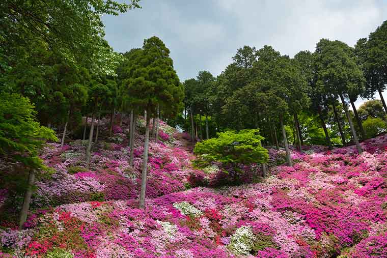 大興善寺のつつじ