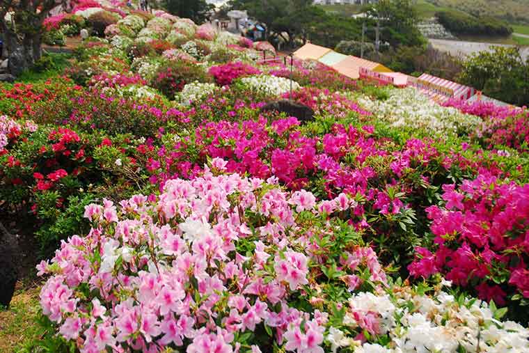 東村村民の森 つつじエコパーク