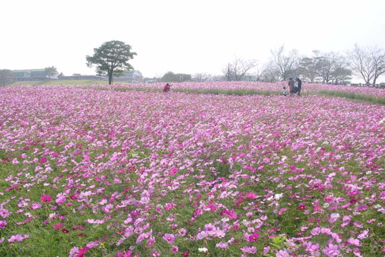 高千穂牧場コスモス畑