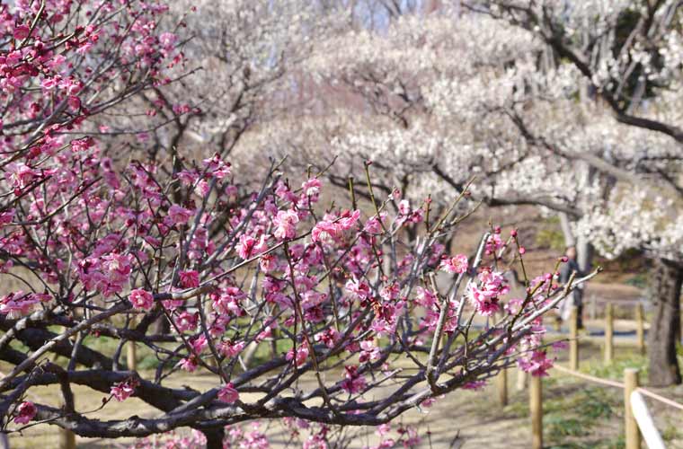 府中市郷土の森博物館