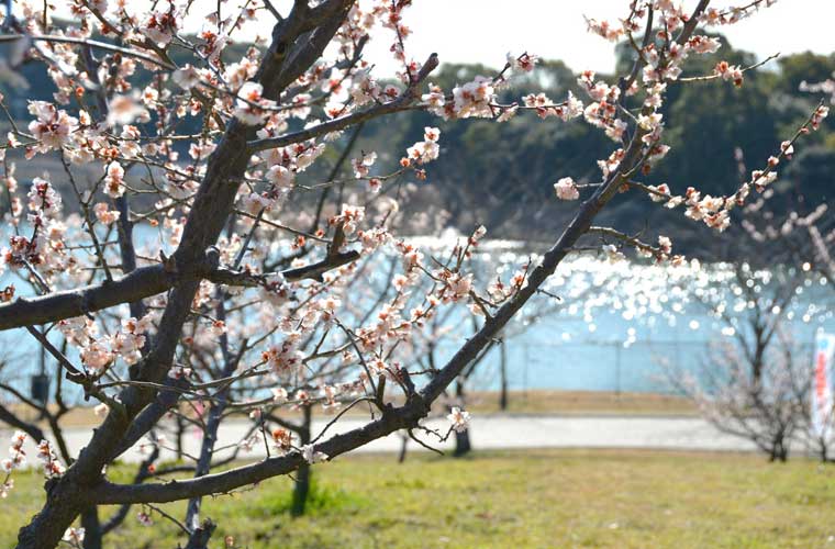 佐布里池梅林（佐布里緑と花のふれあい公園）