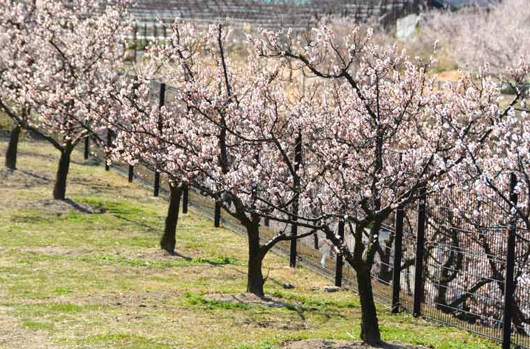 佐布里池梅林（佐布里緑と花のふれあい公園）