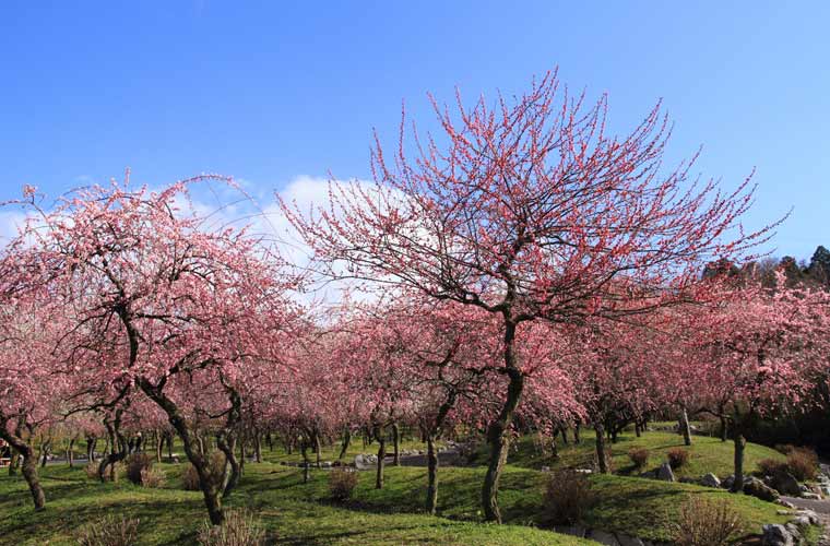 いなべ市梅林公園