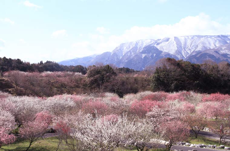 いなべ市梅林公園