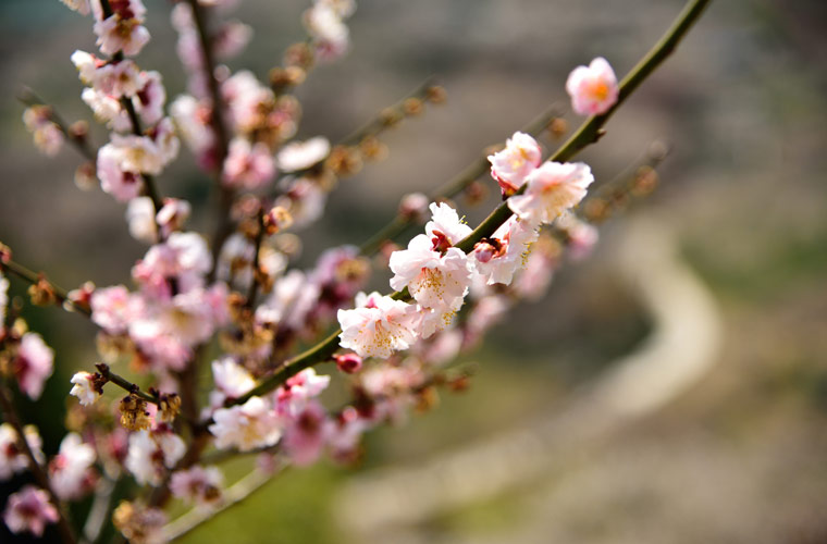 金熊寺梅林