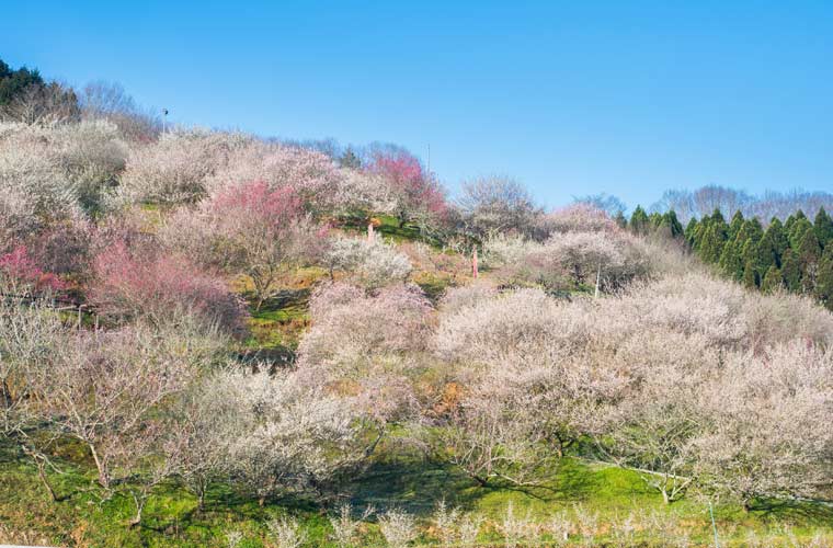 津山市神代　梅の里公園