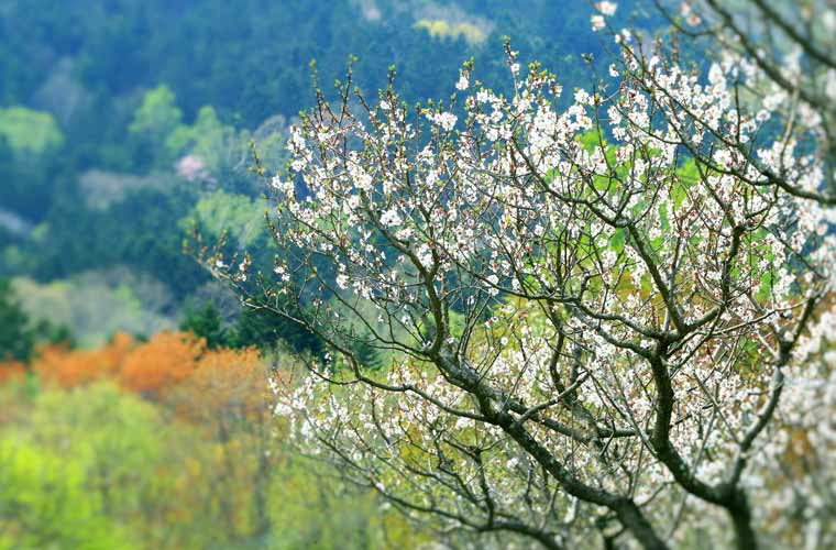 狩勝高原梅園