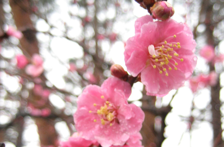 津軽フラワーセンター