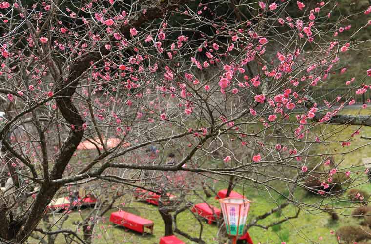 湯田川温泉 梅林公園