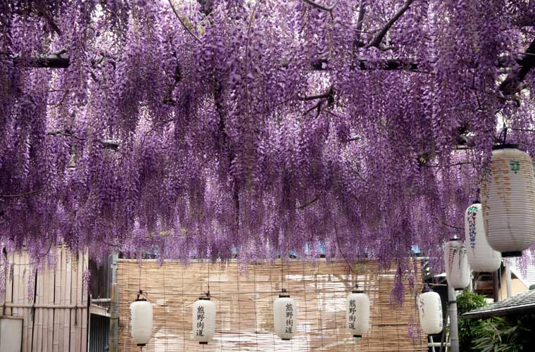 熊野街道 信達宿の野田藤