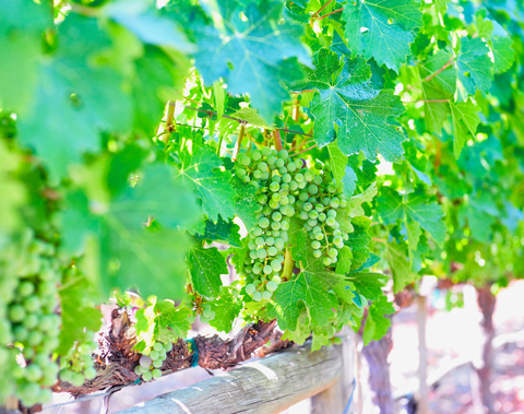 【アメリカ】ナパバレー