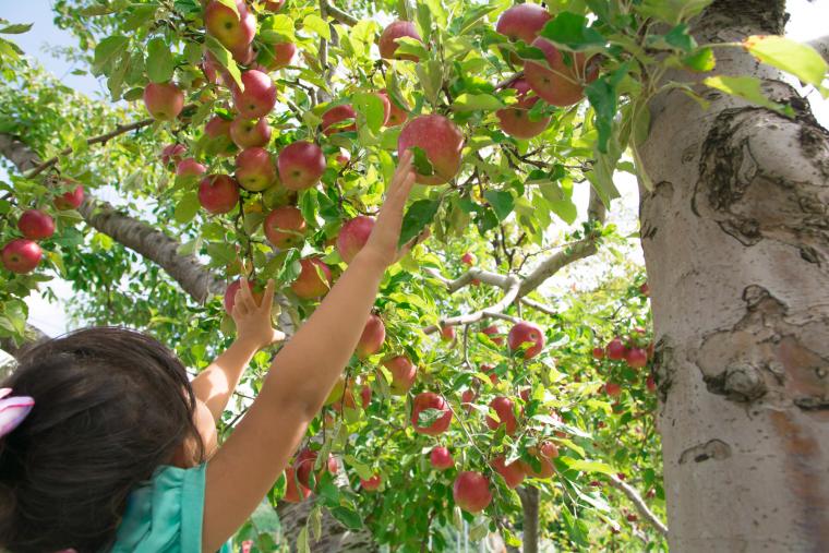 水上温泉郷　フルーツ狩り