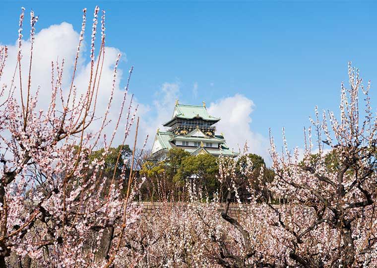 大阪城公園　梅林