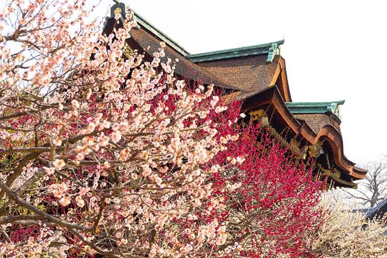 京都府京都市  北野天満宮 梅苑