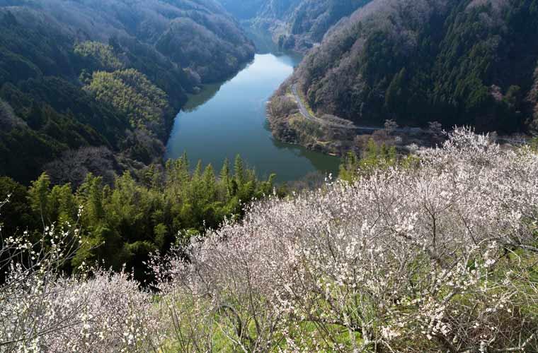 奈良県奈良市  月ヶ瀬梅渓