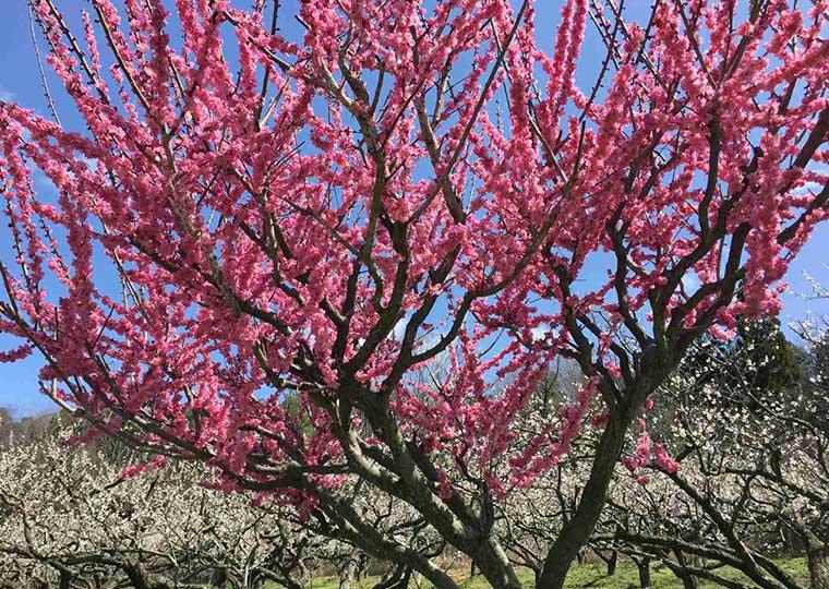 滋賀県大津市  叶 匠壽庵 寿長生の郷