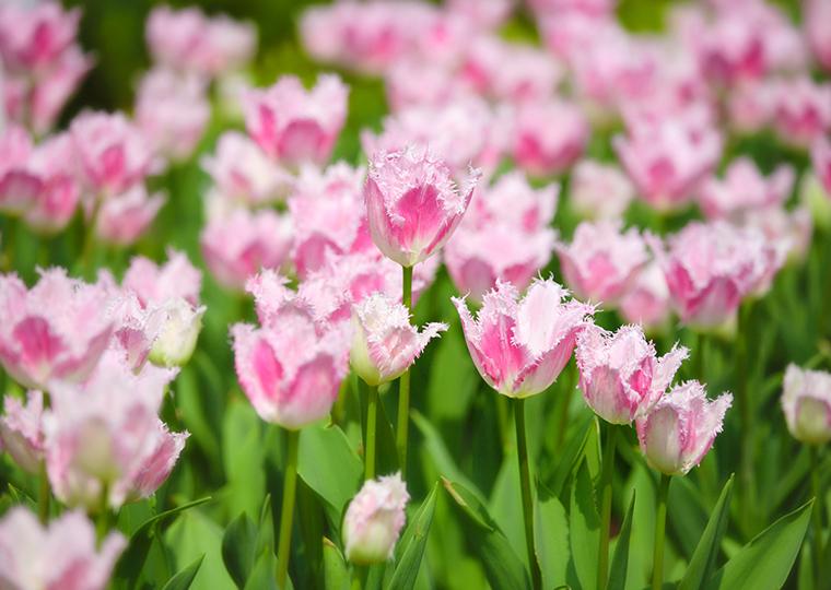 ハウステンボスフラワーフェスティバル2021