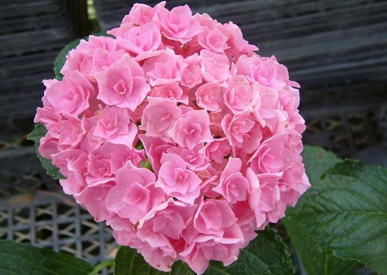 ハウステンボスフラワーフェスティバル2021