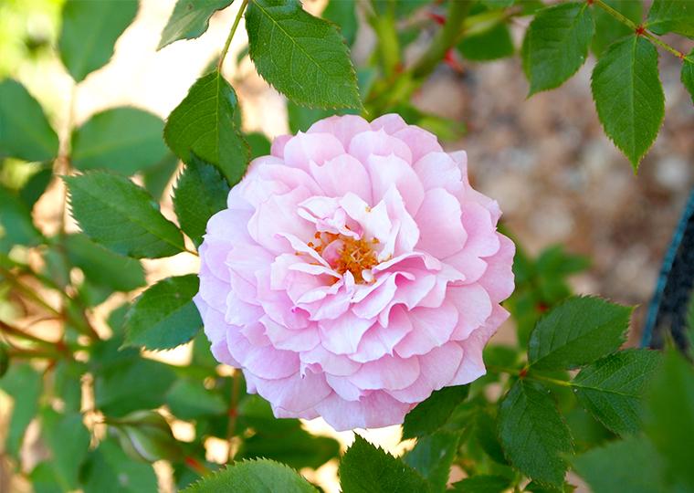 ハウステンボスフラワーフェスティバル2021