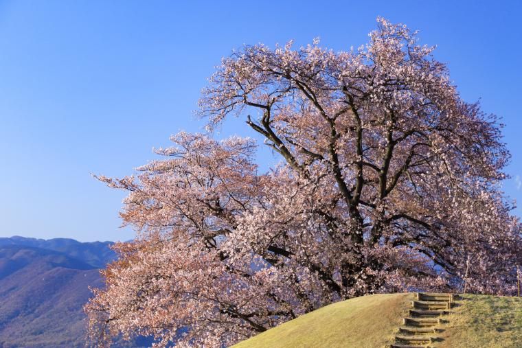 八代ふるさと公園