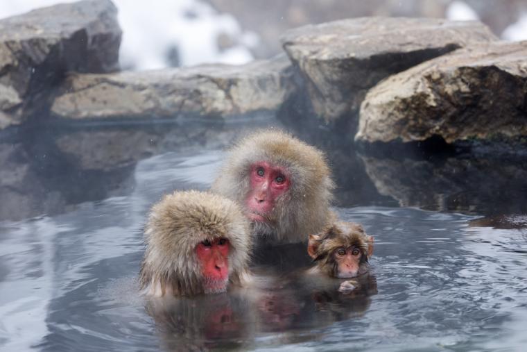 地獄谷野猿公苑