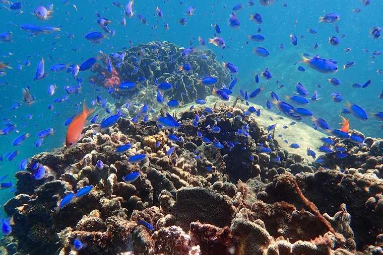 海中観光船ブルーマリン