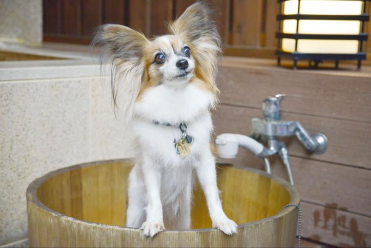 ラフォーレ倶楽部　箱根強羅　湯の棲