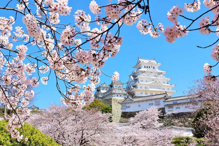 姫路城 桜