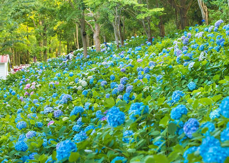 ハウステンボス　フラワーフェスティバル