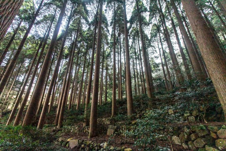 霧島ホテル　百年杉庭園