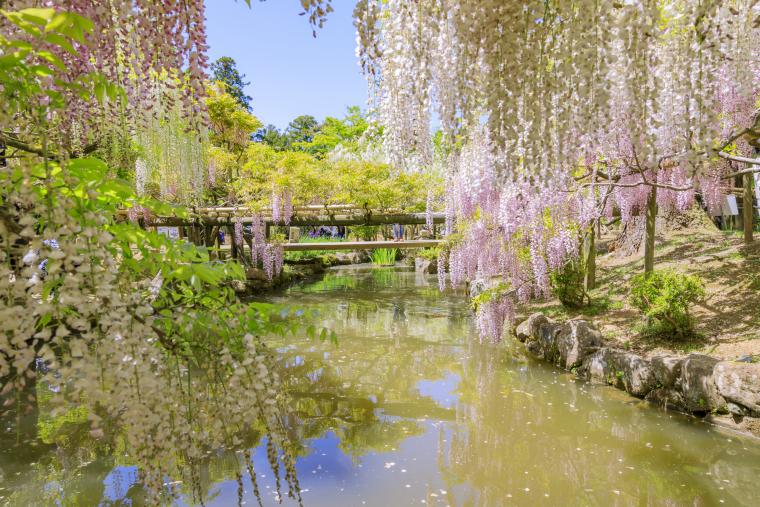 春日大社 萬葉植物園