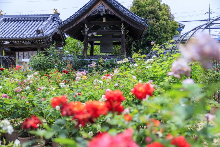 おふさ観音　春のバラまつり