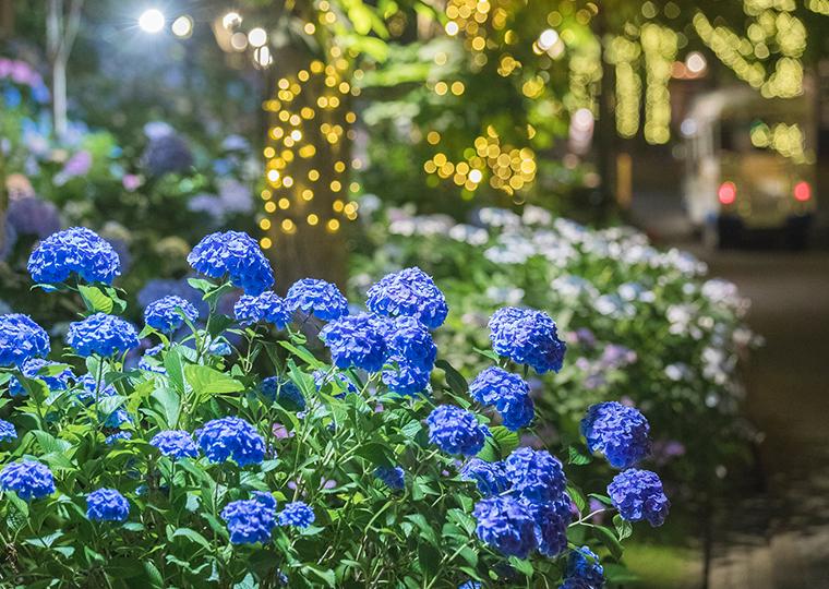 ハウステンボス　あじさい祭