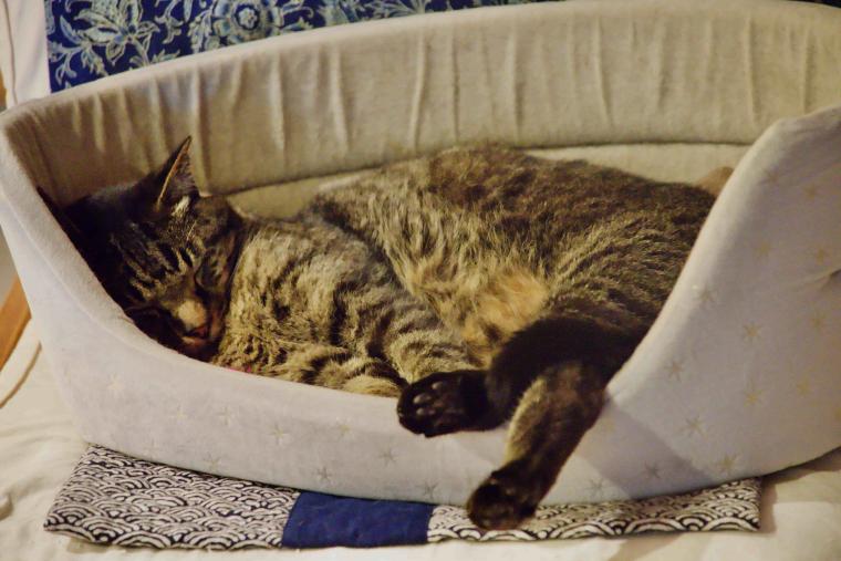 看板猫ランキング１位のハチは今日も元気120％でお客様をおもてなし！？