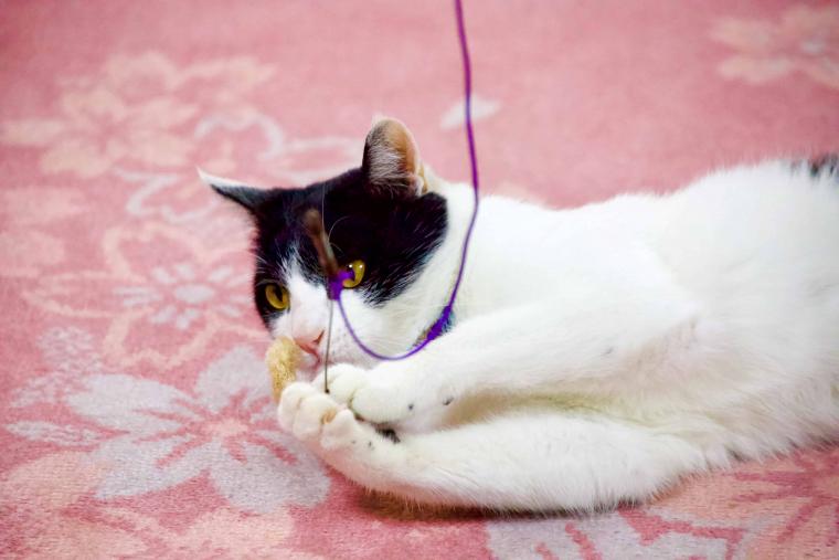 看板猫ランキング１位のハチは今日も元気120％でお客様をおもてなし！？