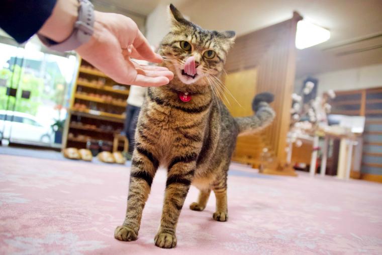 看板猫ランキング１位のハチは今日も元気120％でお客様をおもてなし！？