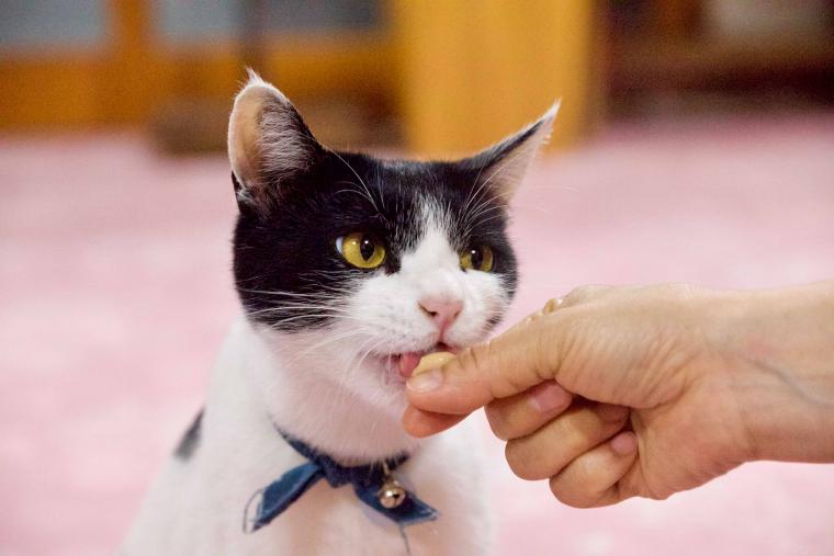 看板猫ランキング１位のハチは今日も元気120％でお客様をおもてなし！？