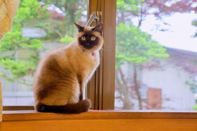 看板猫ランキング１位のハチは今日も元気120％でお客様をおもてなし！？