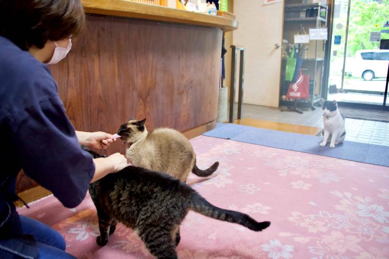 看板猫ランキング１位のハチは今日も元気120％でお客様をおもてなし！？