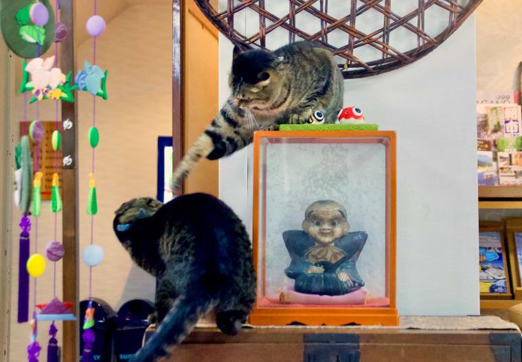 看板猫ランキング１位のハチは今日も元気120％でお客様をおもてなし！？