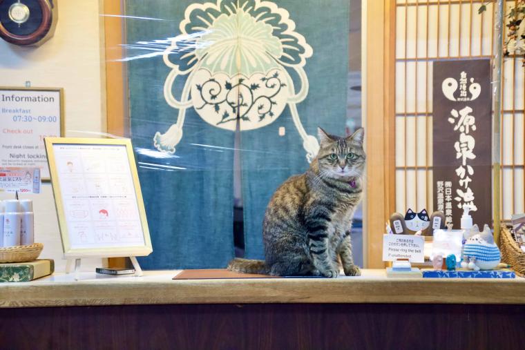 看板猫ランキング１位のハチは今日も元気120％でお客様をおもてなし！？