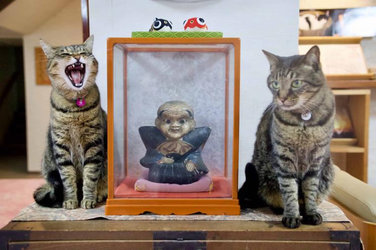 看板猫ランキング１位のハチは今日も元気120％でお客様をおもてなし！？