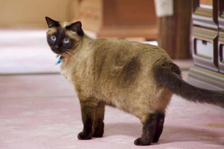 看板猫ランキング１位のハチは今日も元気120％でお客様をおもてなし！？