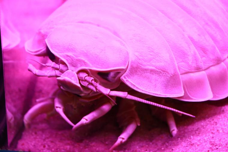 深海生物界の人気者・ダイオウグソクムシ