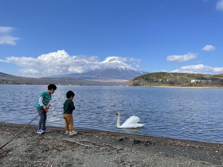飛来してきたハクチョウも見られる