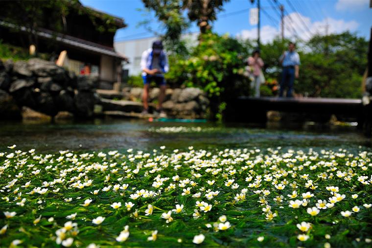 醒井地蔵川のバイカモ