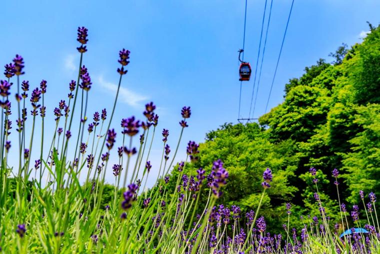 神戸布引ハーブ園 ラベンダー